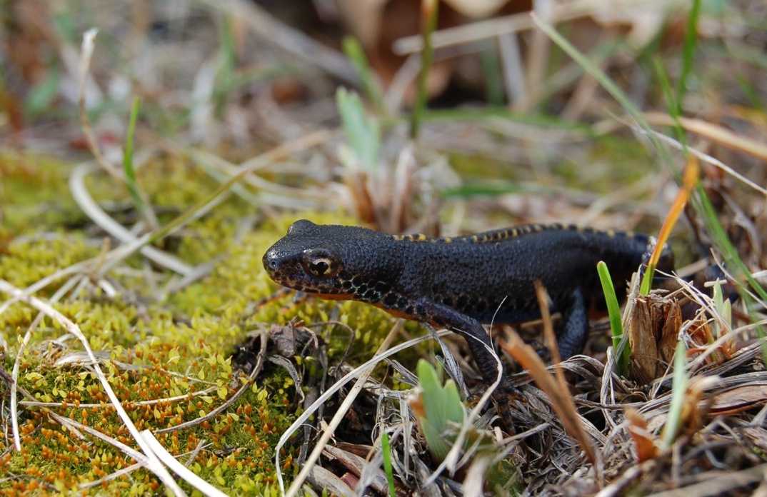 Popolazione introdotta di Ichthyosaura alpestris